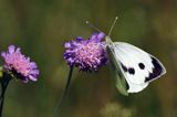 Bielinek kapustnik, Pieris brassicae