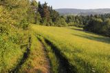 łąka koło Czarnej, Bieszczady