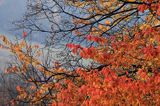 jesień w Bieszczadach, Czereśnia ptasia, Cerasus avium