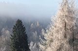 modrzew Larix decidua we mgle, Bieszczady