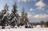 zima, Bieszczady, modrzewie i świerki