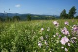 łąka, Polana Ostre, Bieszczady