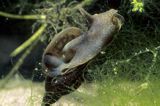błotniarka stawowa ślimak, Lynmaea stagnalis