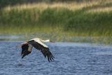 Bocian biały, Ciconia ciconia, w locie