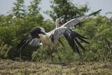 Bocian biały, Ciconia ciconia,na koszonej grobli