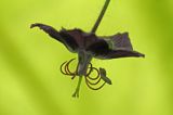 Bodziszek żałobny, Geranium phaeum, kwiat