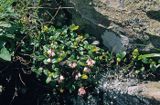 Borówka brusznica, borówka czerwona Vaccinium vitis-idaea)