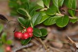 Borówka czerwona, borówka brusznica, Vaccinium vitis-idaea, owocki i liście