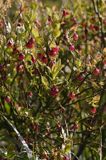 Borówka czarna, borówka czernica, Vaccinium myrtillus, kwitnąca