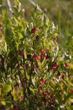 Borówka czarna, borówka czernica, Vaccinium myrtillus, kwitnąca
