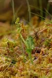 Botrychium boreale, Podejźrzon północny