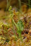 Botrychium boreale, Podejźrzon północny