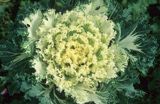 kapusta ozdobna - ornamental -Brassica oleracea