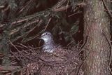 brodziec samotny Tringa ochropus) , ptak w gnieździe, samotnik