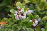 Borówka brusznica, Vaccinium vitis-idaea