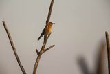 Brzęczka, Locustella luscinioides