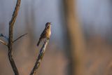 Brzęczka, Locustella luscinioides