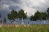 brzozy i chmury burzowe, gmina Dydnia, Pogórze Dynowskie