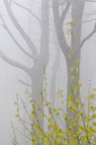 Bieszczadzkie lasy, buczyna we mgle wiosną