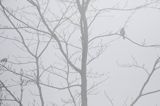 Zięba, Fringilla coelebs, Bieszczadzkie lasy, buczyna we mgle wiosną