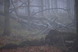 Jesień, buczyna we mgle, Bieszczady