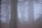 Jesień, buczyna we mgle, Bieszczady