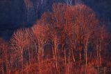 Buki, przedwiośnie, Bieszczady