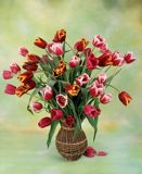 bukiet, tulipany
