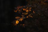 Jesień, las bukowy, Bieszczady