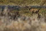  jeleń szlachetny, europejski, Cervus elaphus elaphus
jeleń karpacki, samiec, byk