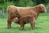 Bydło rasy Scottish Highland szkockie bydło górskie) , krowa z cielakiem