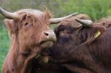 Bydło rasy Scottish Highland szkockie bydło górskie) , krowa z bykiem