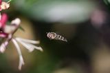 bzyg prążkowany episyrphus balteatus