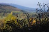 Chabazie, rośliny łakowe jesienią, Góry Sanocko-Turczańskie