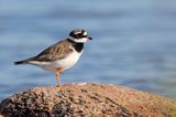 Sieweczka obrożna, Charadrius hiaticula