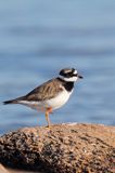 Sieweczka obrożna, Charadrius hiaticula