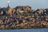 Kolonie ptaków w archipelagu Christianso, Dania