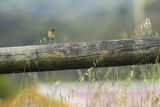 Chwastówka zwyczajna, chwastówka, Cisticola juncidis, Asturia, Hiszpania