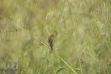 Chwastówka zwyczajna, chwastówka, Cisticola juncidis, Asturia, Hiszpania