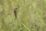 Chwastówka zwyczajna, chwastówka, Cisticola juncidis, Asturia, Hiszpania