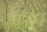 Chwastówka zwyczajna, chwastówka, Cisticola juncidis, Asturia, Hiszpania