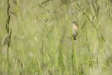 Chwastówka zwyczajna, chwastówka, Cisticola juncidis, Asturia, Hiszpania