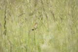 Chwastówka zwyczajna, chwastówka, Cisticola juncidis, Asturia, Hiszpania