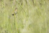 Chwastówka zwyczajna, chwastówka, Cisticola juncidis, Asturia, Hiszpania