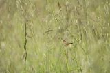 Chwastówka zwyczajna, chwastówka, Cisticola juncidis, Asturia, Hiszpania