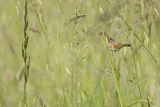 Chwastówka zwyczajna, chwastówka, Cisticola juncidis, Asturia, Hiszpania