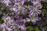 Clematis z grupy Viticella 'Prince Charles'