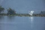 Czapla biała, Casmerodius albus, Ardea alba, Egretta alba