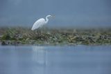 Czapla biała, Casmerodius albus, Ardea alba, Egretta alba