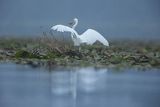 Czapla biała, Casmerodius albus, Ardea alba, Egretta alba